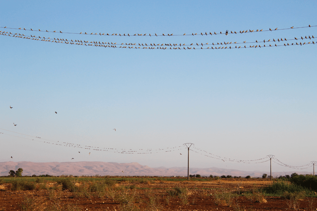 European turtle doves - hunting and migration
