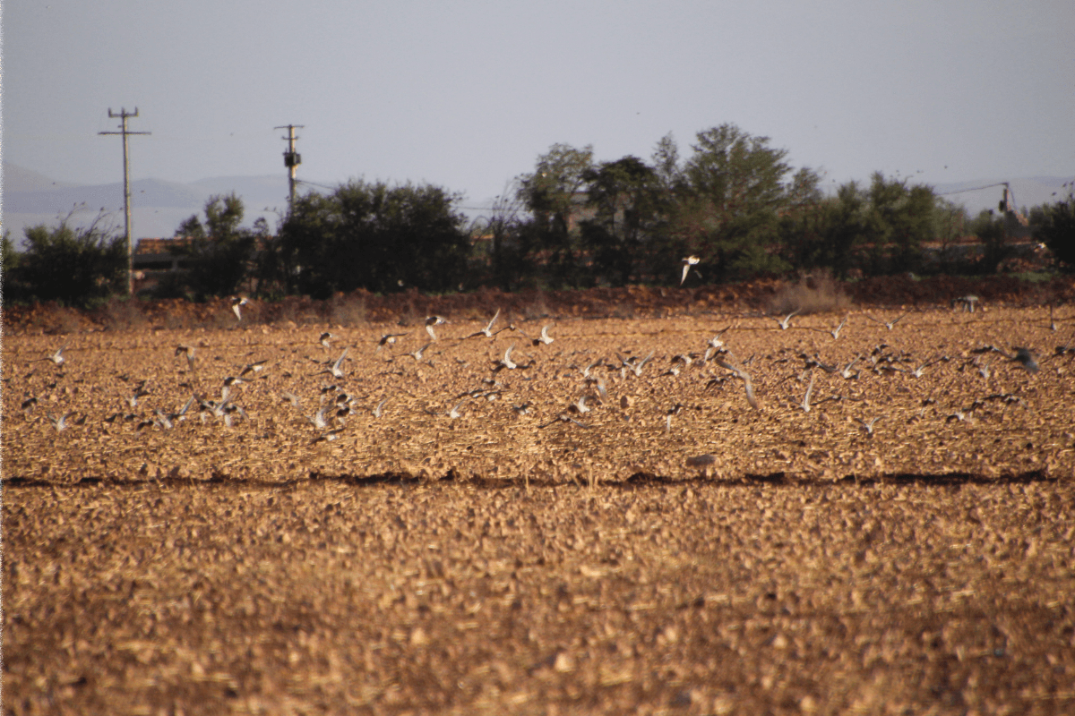 Turtle doves in Morocco's prime migration corridor